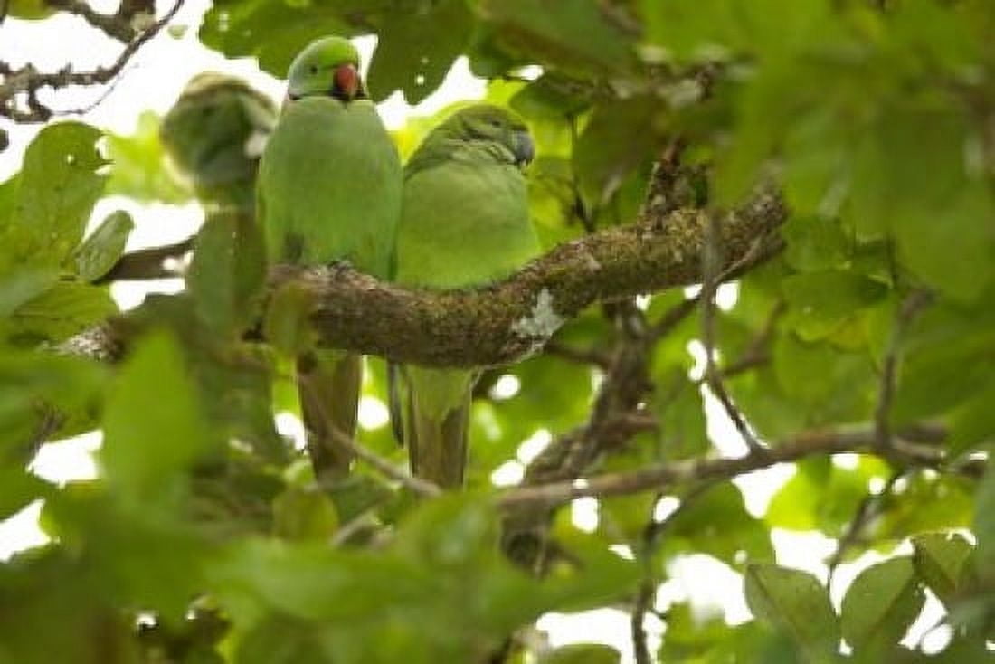 Mauritius Black River Gorges Parakeet tropical bird Canvas Art - Peter Skinner DanitaDelimont (34 x 23)
