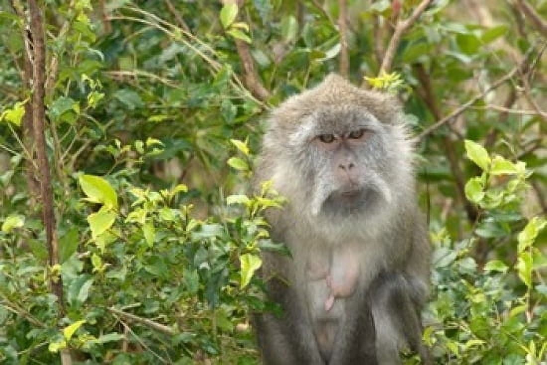 Mauritius Grand Bassin Macaque monkey Hindu site Canvas Art - Peter Skinner DanitaDelimont (17 x 11)