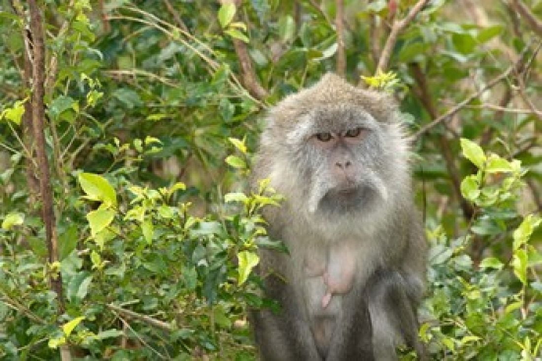 Mauritius Grand Bassin Macaque monkey Hindu site Canvas Art - Peter Skinner DanitaDelimont (34 x 23)
