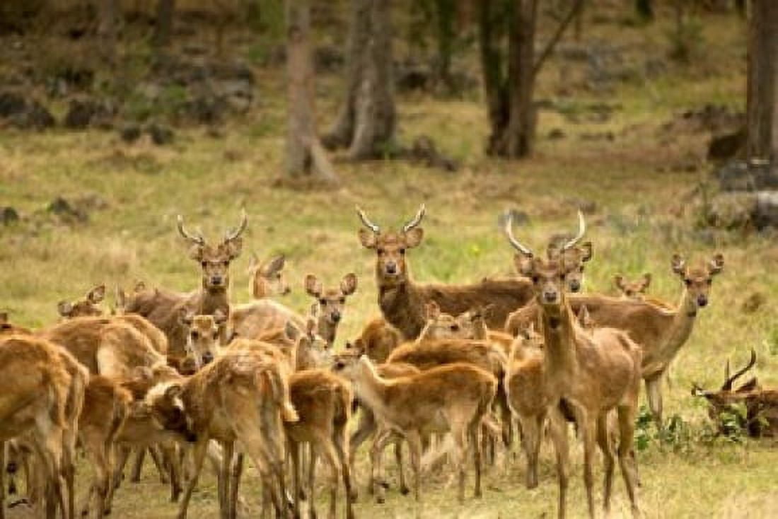 Mauritius Java deer wildlife Canvas Art - Peter Skinner DanitaDelimont (34 x 23)