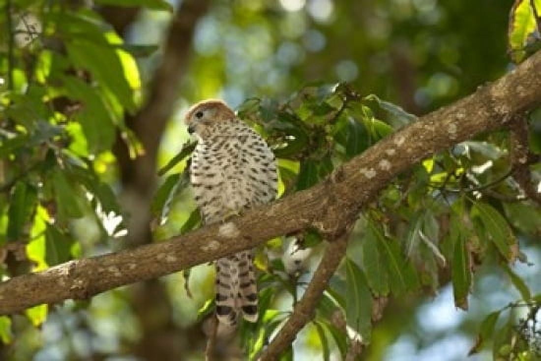Mauritius Kestrel bird Canvas Art - Peter Skinner DanitaDelimont (17 x 11)