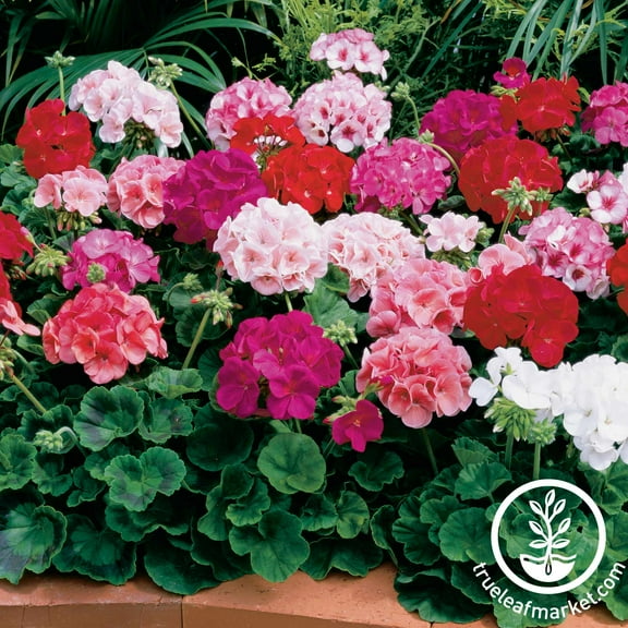 Maverick F1 Series Geranium Flower Garden Seeds - Mix - 100 Seeds - Annual Flower Gardening Seed - Pelargonium x hortorum