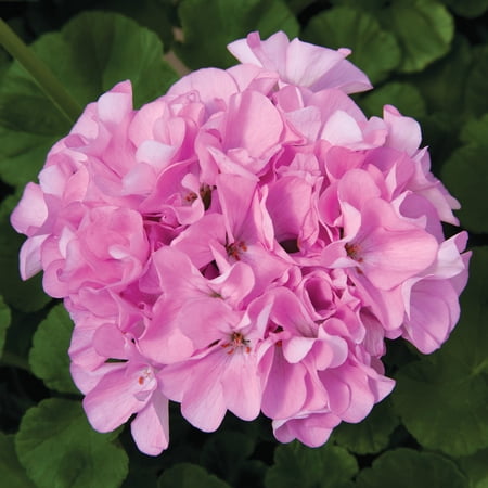 Maverick F1 Series Geranium Flower Garden Seeds - Quicksilver - 100 Seeds - Annual Flower Gardening Seed - Pelargonium x hortorum