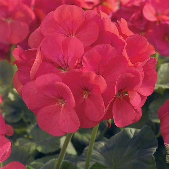 Maverick Series Geranium Coral ~10 Seeds – Pelargonium x hortorum – Non-GMO, Annual – Compact 12-18" Plants – 4-6" Blooms – For Containers, Borders & Flower Beds – 91-105 Days