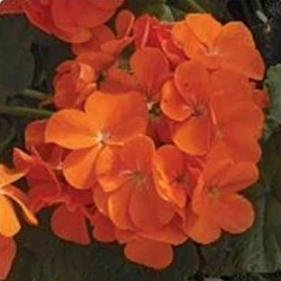 Maverick Series Geranium Orange ~10 Seeds – Pelargonium x hortorum – Non-GMO, Annual – Compact 12-18" Plants – 4-6" Blooms – For Containers, Borders & Flower Beds – 91-105 Days
