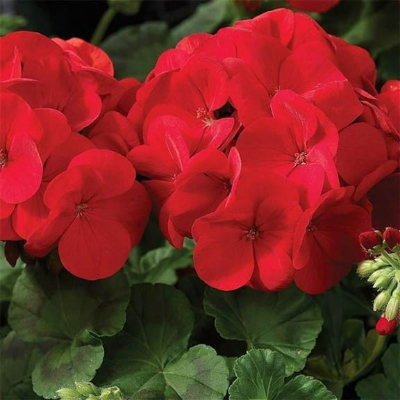 Maverick Series Geranium Scarlet ~50 Seeds – Pelargonium x hortorum – Non-GMO, Annual – Compact 12-18" Plants – 4-6" Blooms – For Containers, Borders & Flower Beds – 91-105 Days