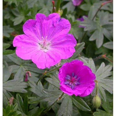 Max Frei Hardy Geranium - Bloody Cranesbill - Live Plant - Gallon Pot