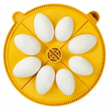 Maxi 24 Extra large Egg Quadrants