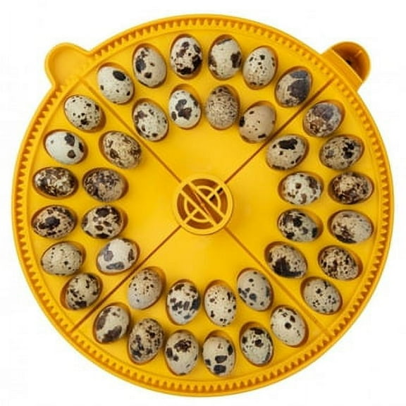 Maxi 24 Small Egg Quadrants