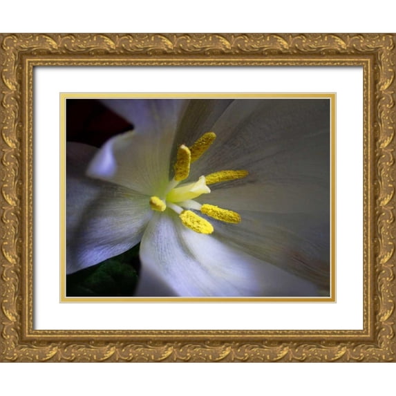 May 18x15 Gold Ornate Wood Framed with Double Matting Museum Art Print Titled - Tulpe Stempel Blau