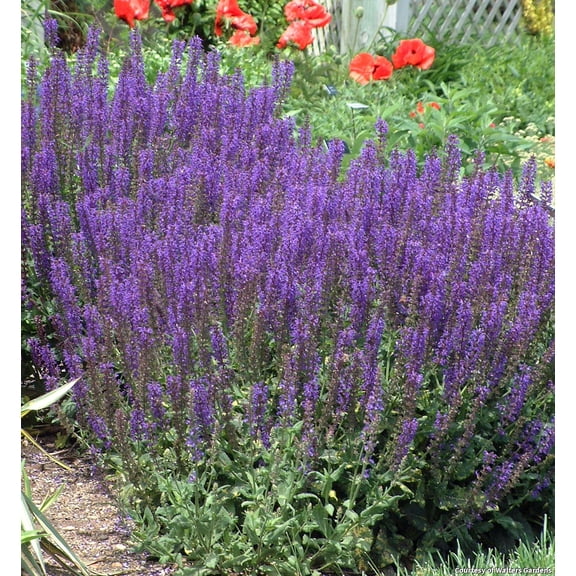 May Night Salvia - 1 Gallon Perennial