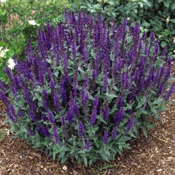 May Night Salvia Flower Root - Pleasantly Scented - Attracts Butterflies and Hummingbirds - Deer Resistant - Good as Cut Flowers - Perennializing - Easy to Grow Live Plants - Outdoor Garden