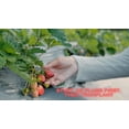 MayFlower June Bearing 25 Live Strawberry Plants, NON GMO,