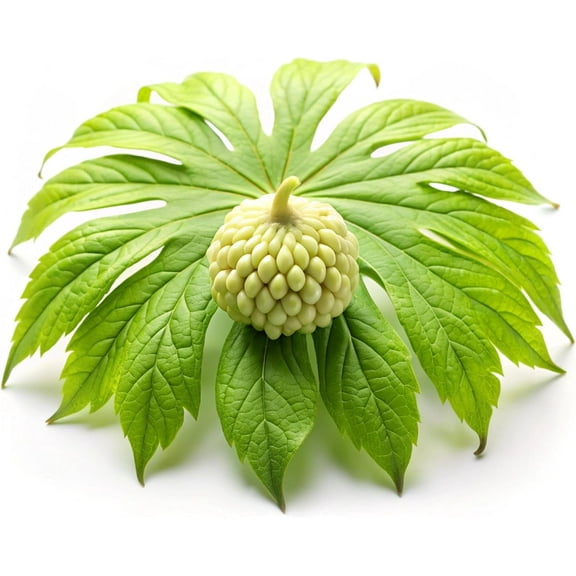 Mayapple Plant  1 Seedling