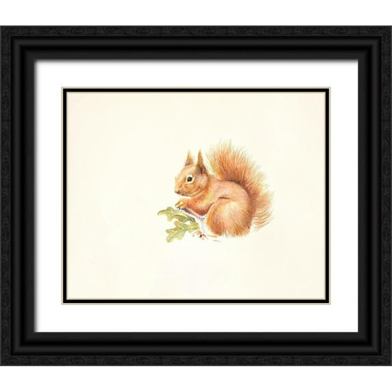 Mayes, Hilary 18x15 Black Ornate Wood Framed with Double Matting Museum Art Print Titled - Red Squirrel