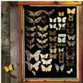 thumbnail image 1 of Mayfly, 1 of 1