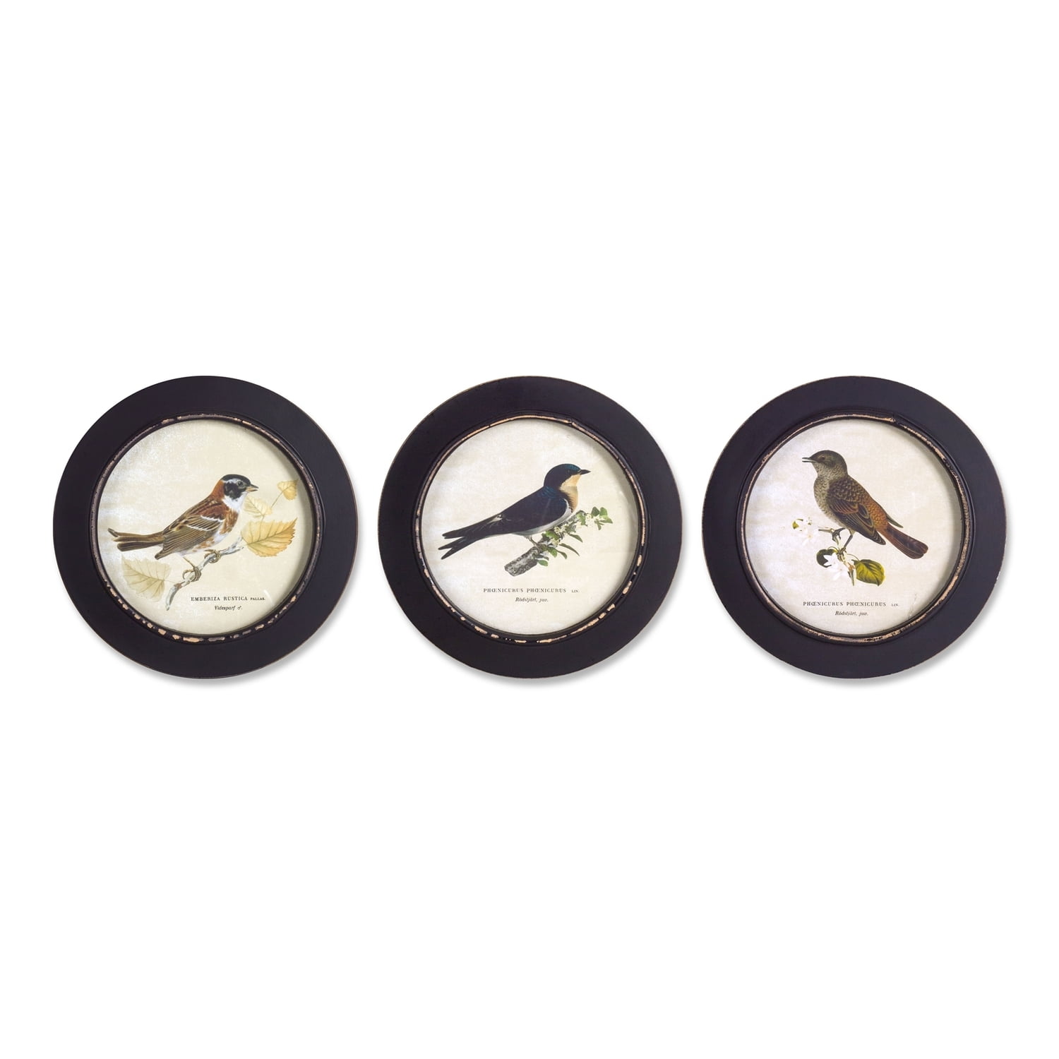 Set of 3 Black Framed Encyclopedia Bird Prints