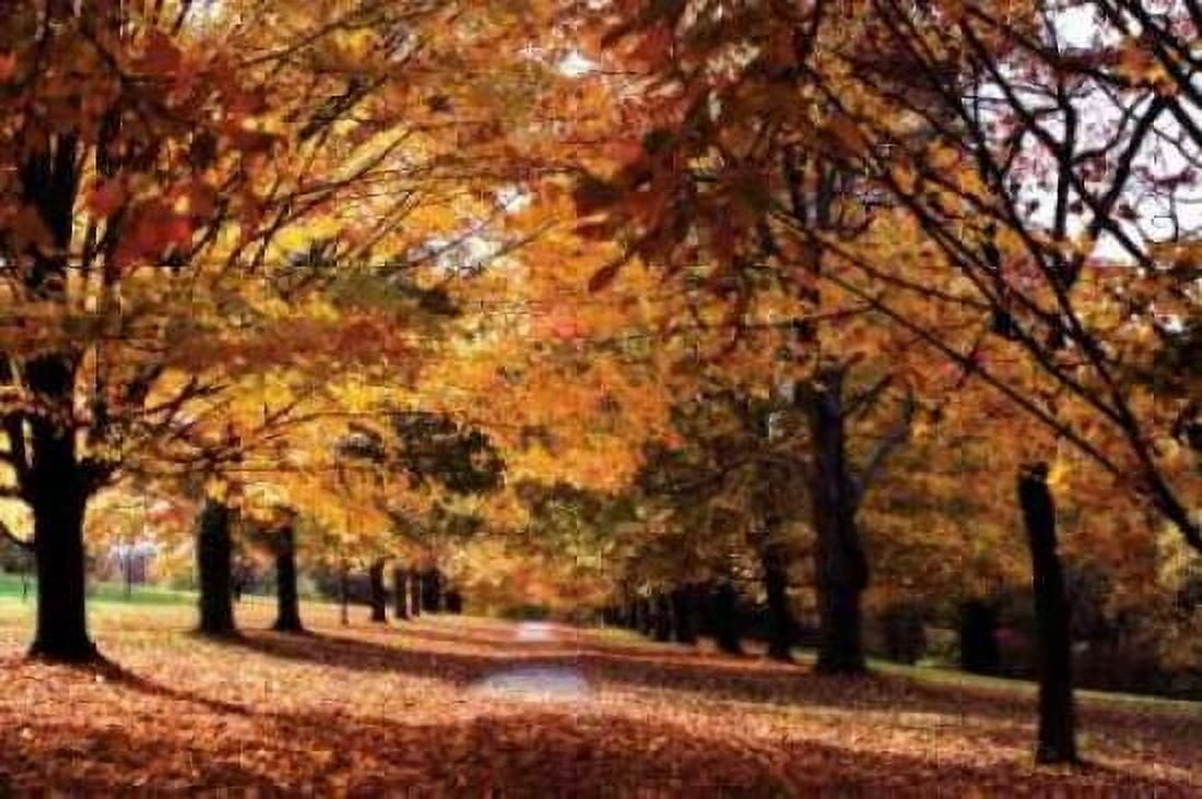 Maymont Maples II Canvas Art - Alan Hausenflock (12 x 18)