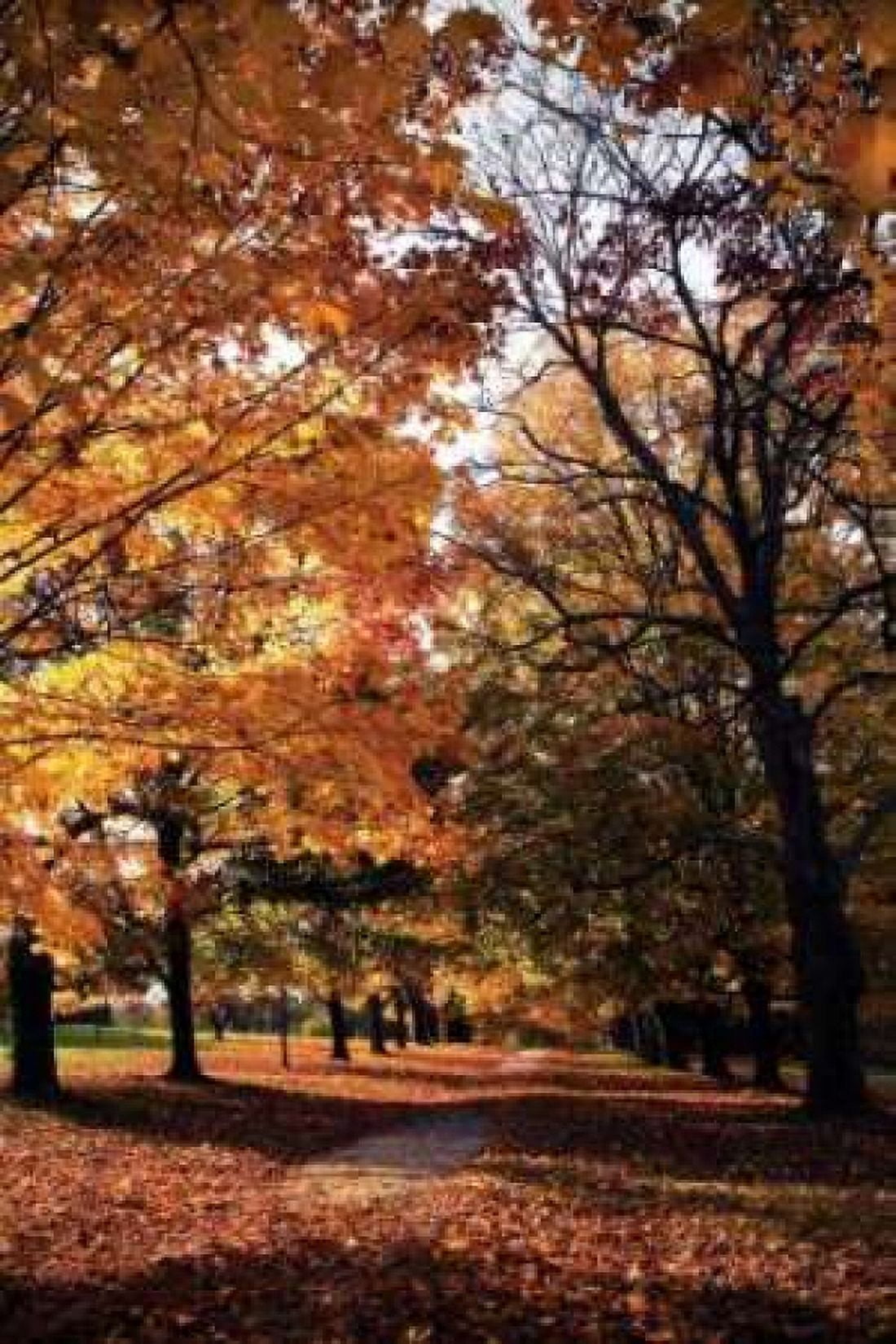 Maymont Maples III Canvas Art - Alan Hausenflock (12 x 18)