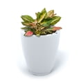 thumbnail image 1 of Mayne Caprio 16" x 16" x 18" Round White Tall Self-Watering Polyethylene Planter, 1 of 6