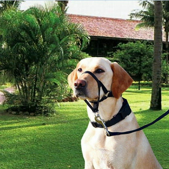 Maynos Nylon Dog Training Head Collar No Pull, Head Harness Stops Dog Pulling with Head Leash