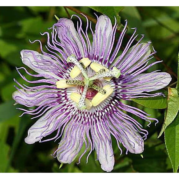 Maypop Hardy Passion Flower - Passiflora incarnata - 4" Pot