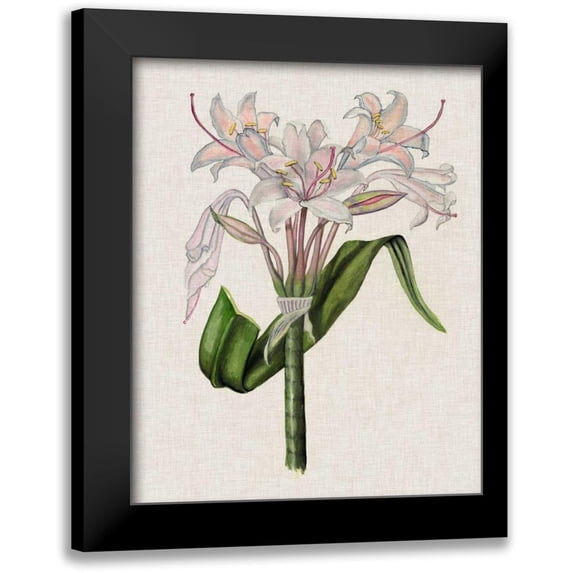 McCavitt, Naomi 12x14 Black Modern Framed Museum Art Print Titled - Crinium Lily II