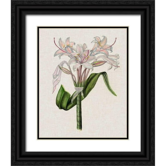 McCavitt, Naomi 12x14 Black Ornate Wood Framed with Double Matting Museum Art Print Titled - Crinium Lily II