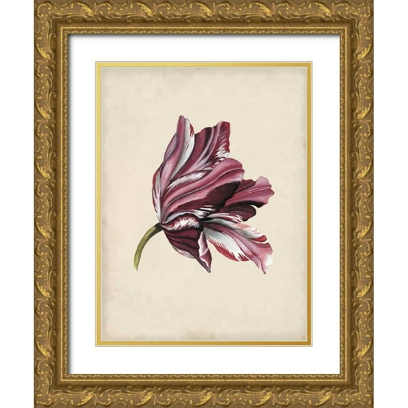 McCavitt, Naomi 15x18 Gold Ornate Wood Framed with Double Matting Museum Art Print Titled - Antique Tulip Study III