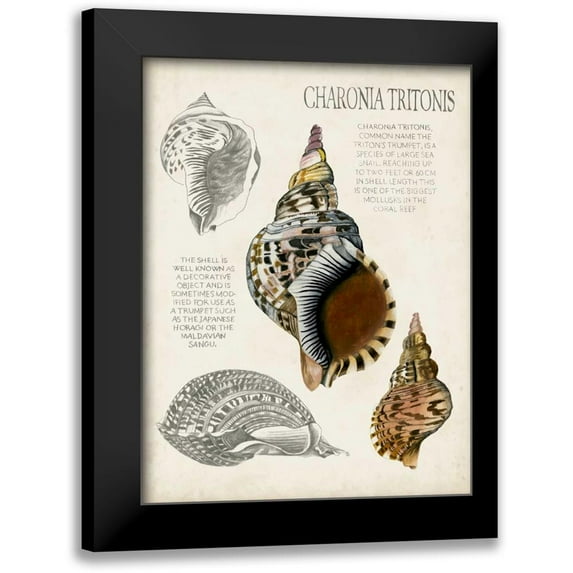McCavitt, Naomi 19x24 Black Modern Framed Museum Art Print Titled - Seashell Field Notes I