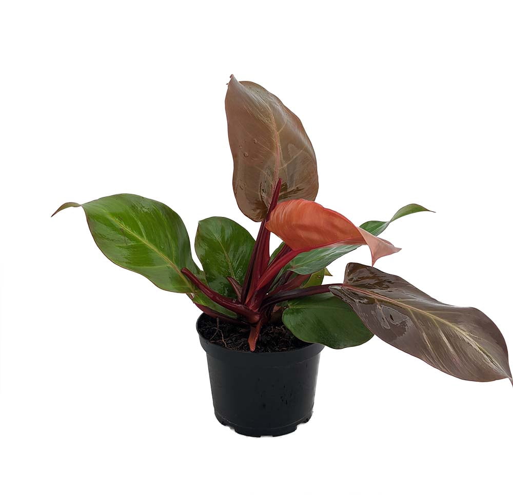 McColley's Finale Philodendron - 6" Pot - Collector's Series - Walmart.com