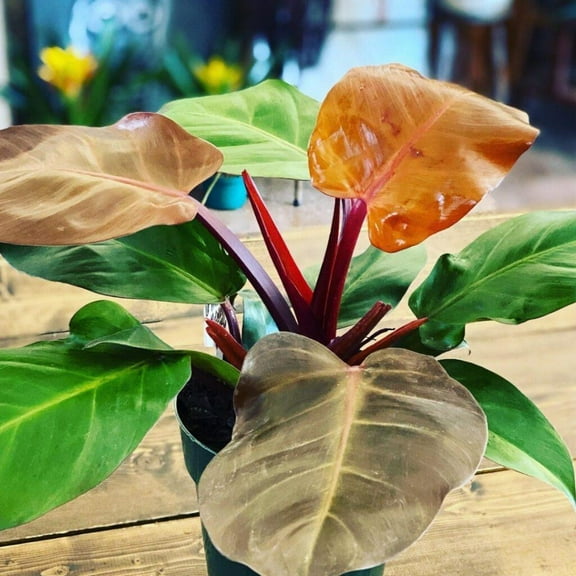 McColley's Finale Philodendron-Tropical Foliage-Indoor Friendly 8" Pot