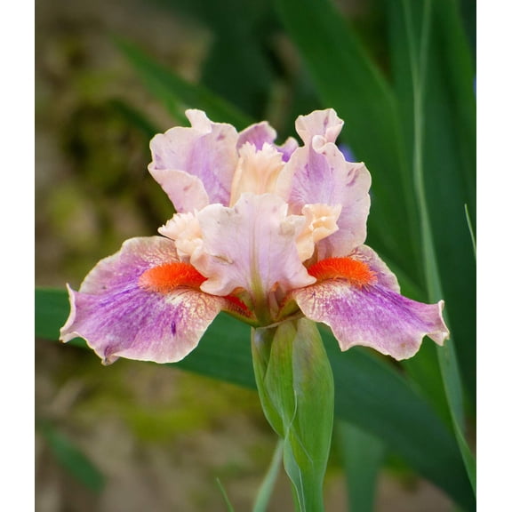 McCrae Dwarf Bearded Iris - 1 Rhizome