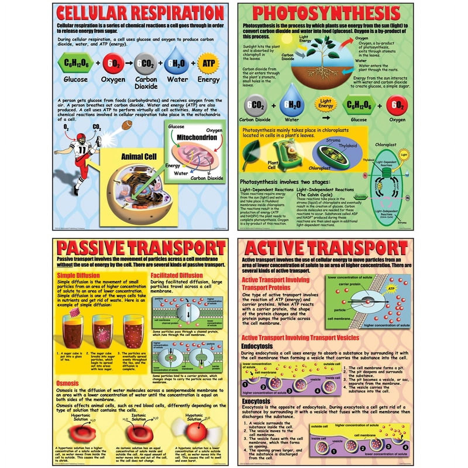 McDonald Publishing Cell Processes Poster Set - Walmart.com