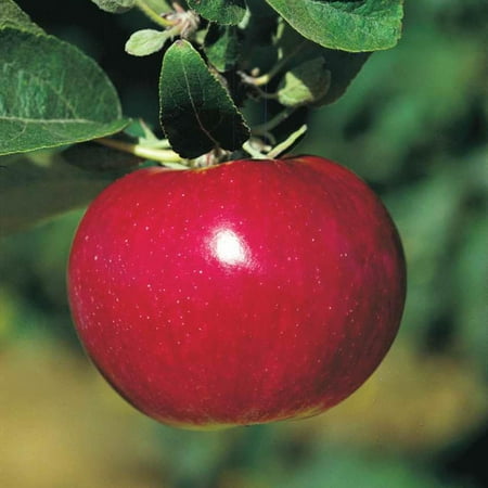McIntosh Apple Standard Dormant Bare Root Starter Fruit Tree (1-Pack)