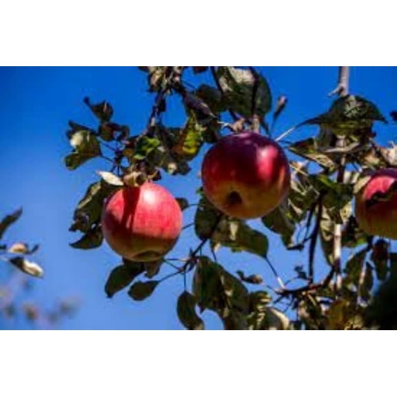 McIntosh Apple Tree Pre-Bagged Bare Root, 2pk
