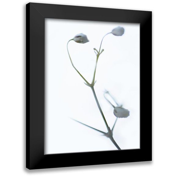McLoughlin, James 12x14 Black Modern Framed Museum Art Print Titled - White Buds II
