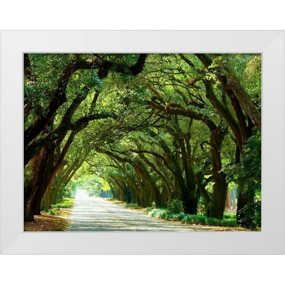 McLoughlin, James 32x25 White Modern Wood Framed Museum Art Print Titled - Canopy Road I