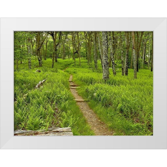 McLoughlin, James 32x25 White Modern Wood Framed Museum Art Print Titled - Country Road Photo V
