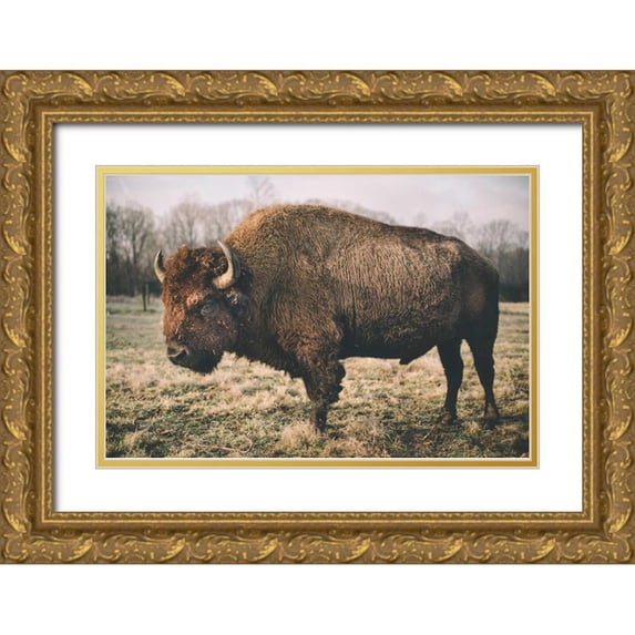 Mead, Adam 18x13 Gold Ornate Wood Framed with Double Matting Museum Art Print Titled - Solitary Bison IV