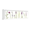 thumbnail image 1 of Meadow Flowers, Fleabane Thistle, Bearded Bellfower, Common Spotted Orchid, Twayblade, Austria, Botanical Scenic Framed Art Print Wall Art by Benvie Sold by ArtCom, 1 of 6