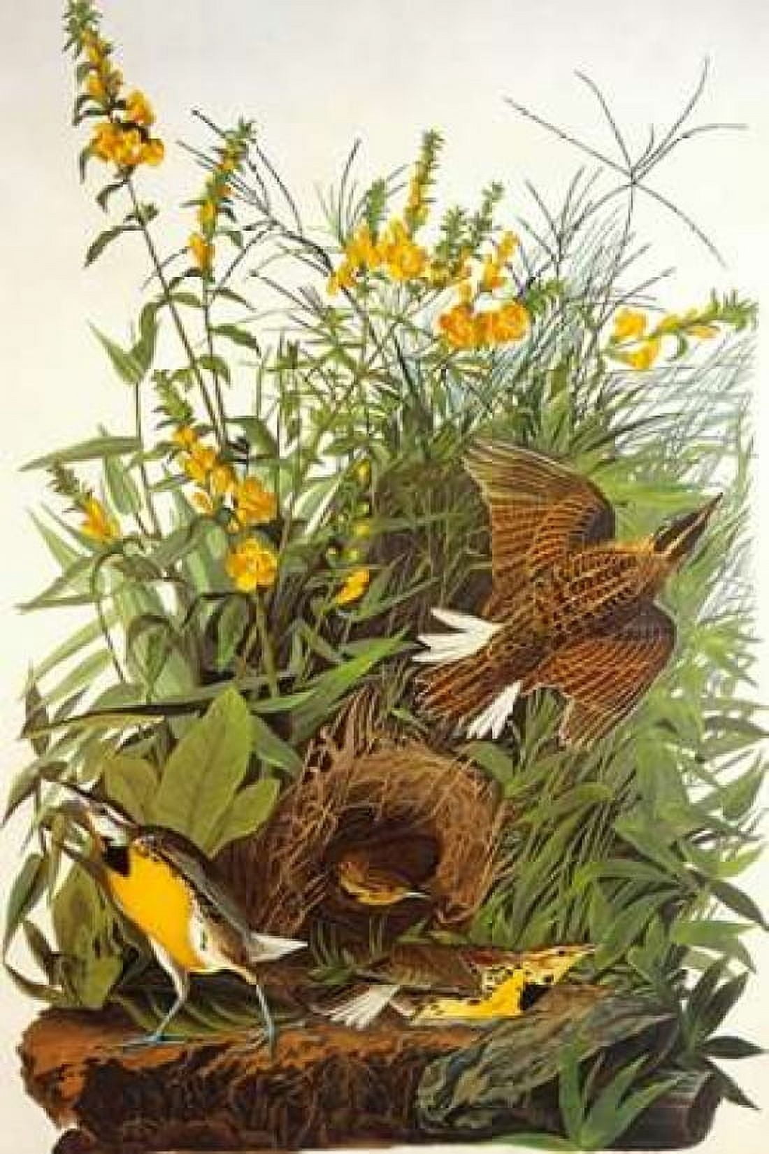 Meadow Lark Canvas Art - John James Audubon (12 x 18)