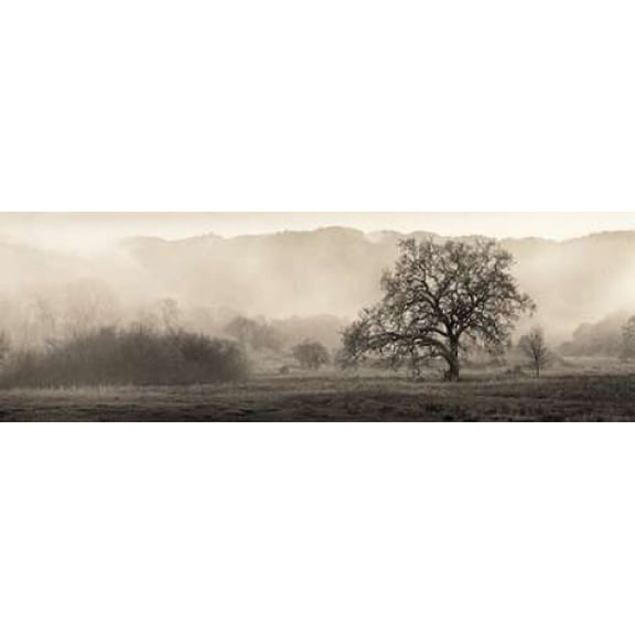 Meadow Oak Tree Poster Print by Alan Blaustein (8 x 24)