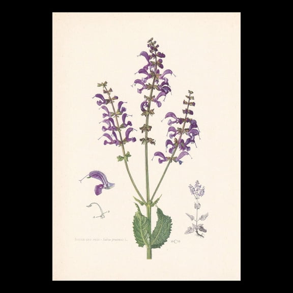 Meadow Sage Botanical Print, Unframed Paper Poster 8x10in