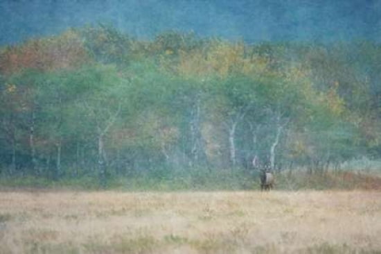 Meadow at Dusk Canvas Art - Roberta Murray (12 x 18)