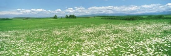 Meadow flowers Daisy field Canvas Art - Panoramic Images (36 x 12)