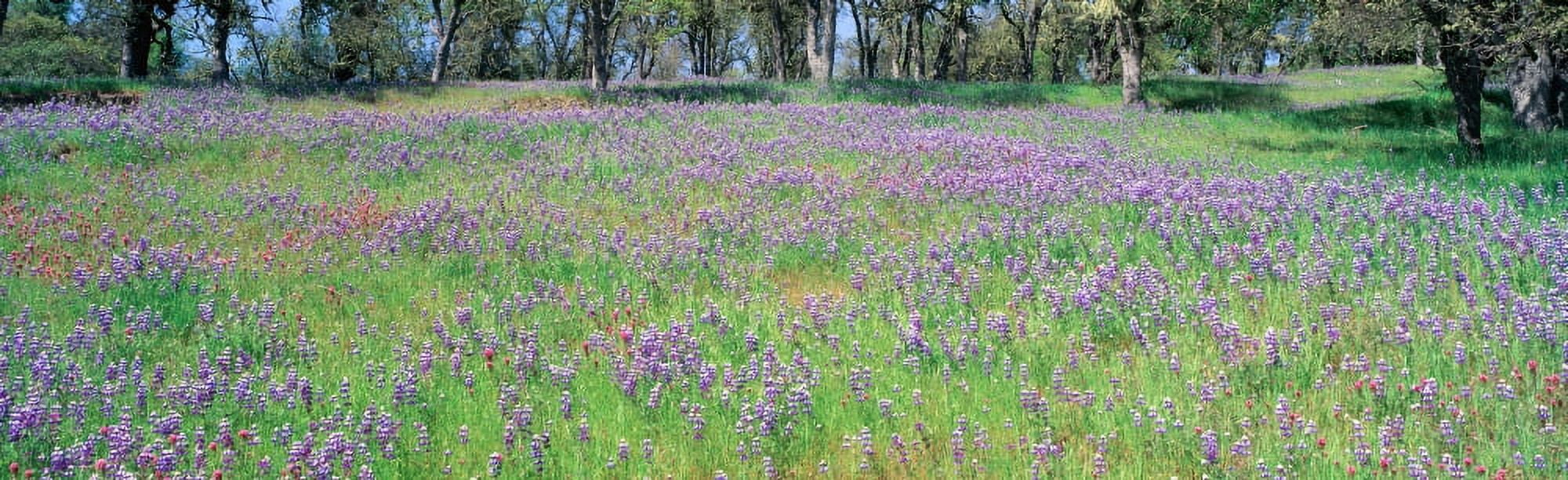 Meadow of purple flowers California Canvas Art - Panoramic Images (27 x 9)