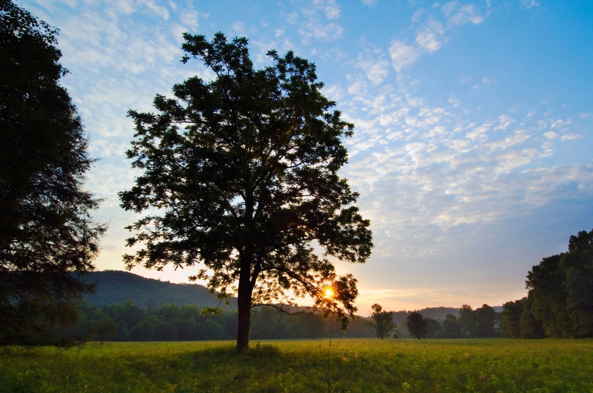 Meadow trees silhouetted by sunset light Cades Cove Great Smoky Mountains National Park Tennessee USA Canvas Art - Panoramic Images (12 x 36)