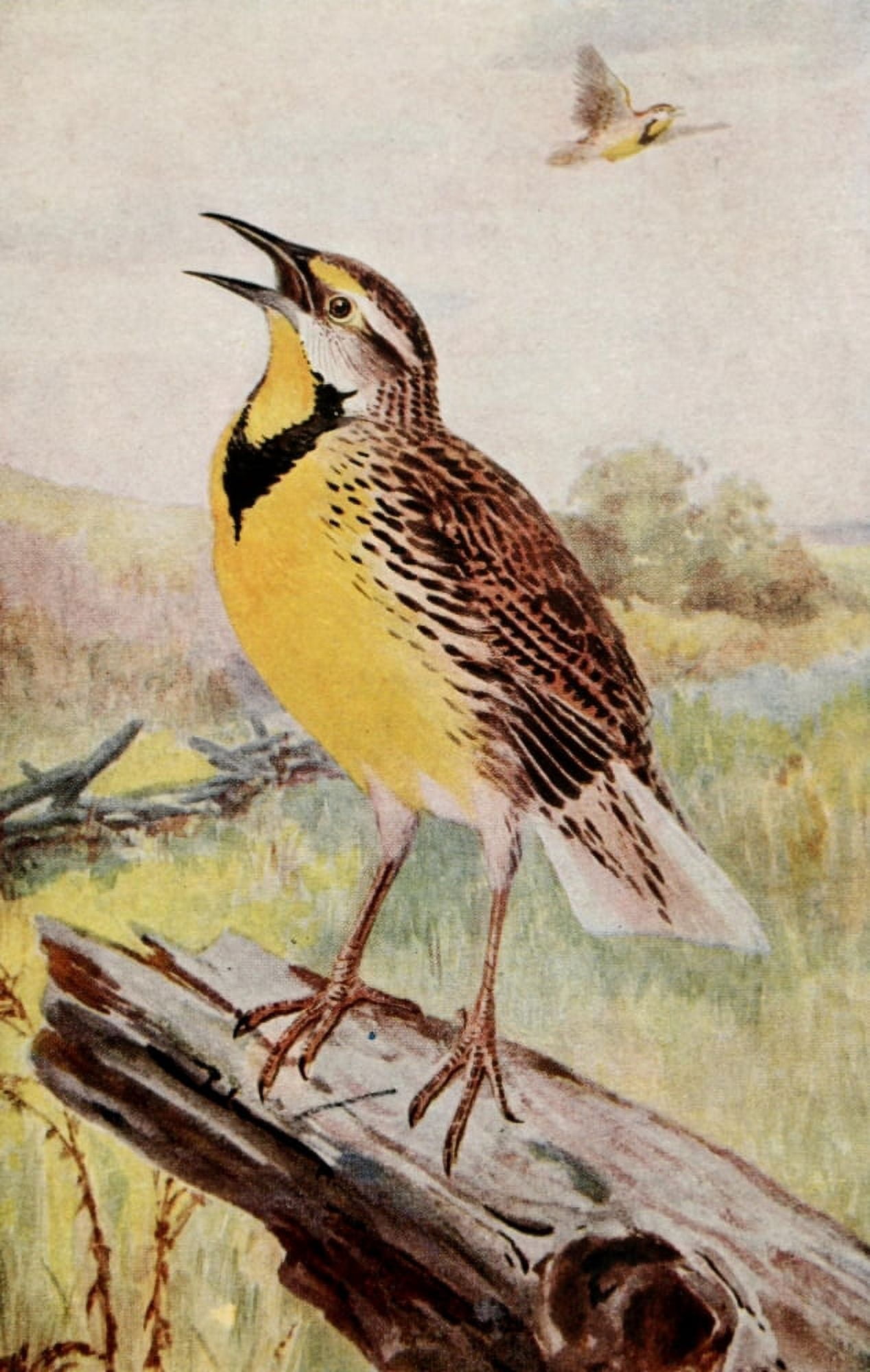 Meadowlark Canvas Art - RB Horsfall (24 x 36)