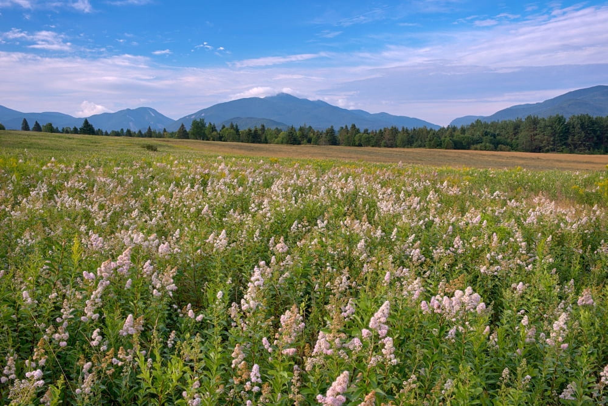 Meadowsweet flowers adorning the Plains of Abraham Adirondack Park New York State USA Canvas Art - Panoramic Images (27 x 9)